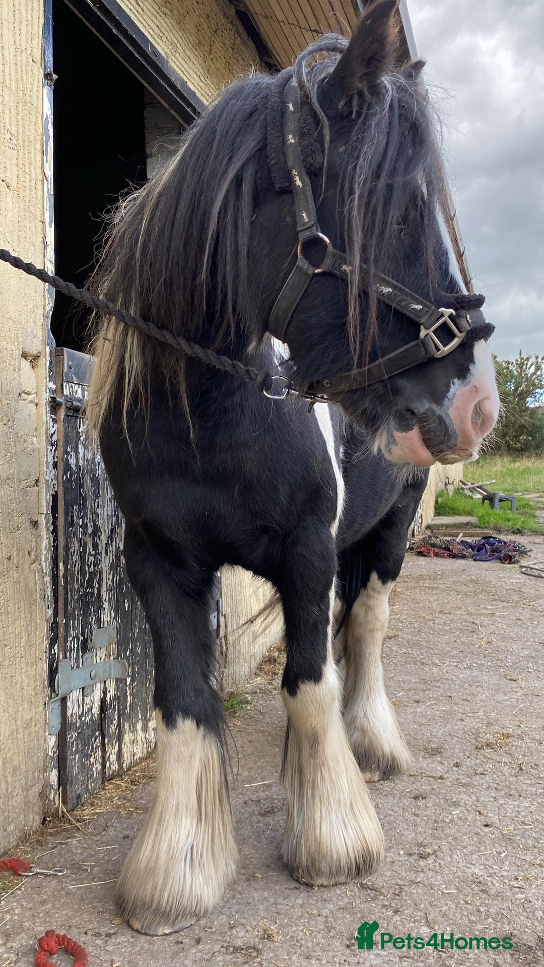 Irish Cob horses for sale: 12.2 mini cob gelding  - Image 2