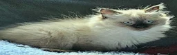 Ragdoll cats for sale: 2 beautiful seal point Ragdoll Kittens  - Advert 4