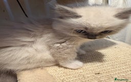 Ragdoll cats for sale: Beautiful purebred Ragdoll kittens - Image 6