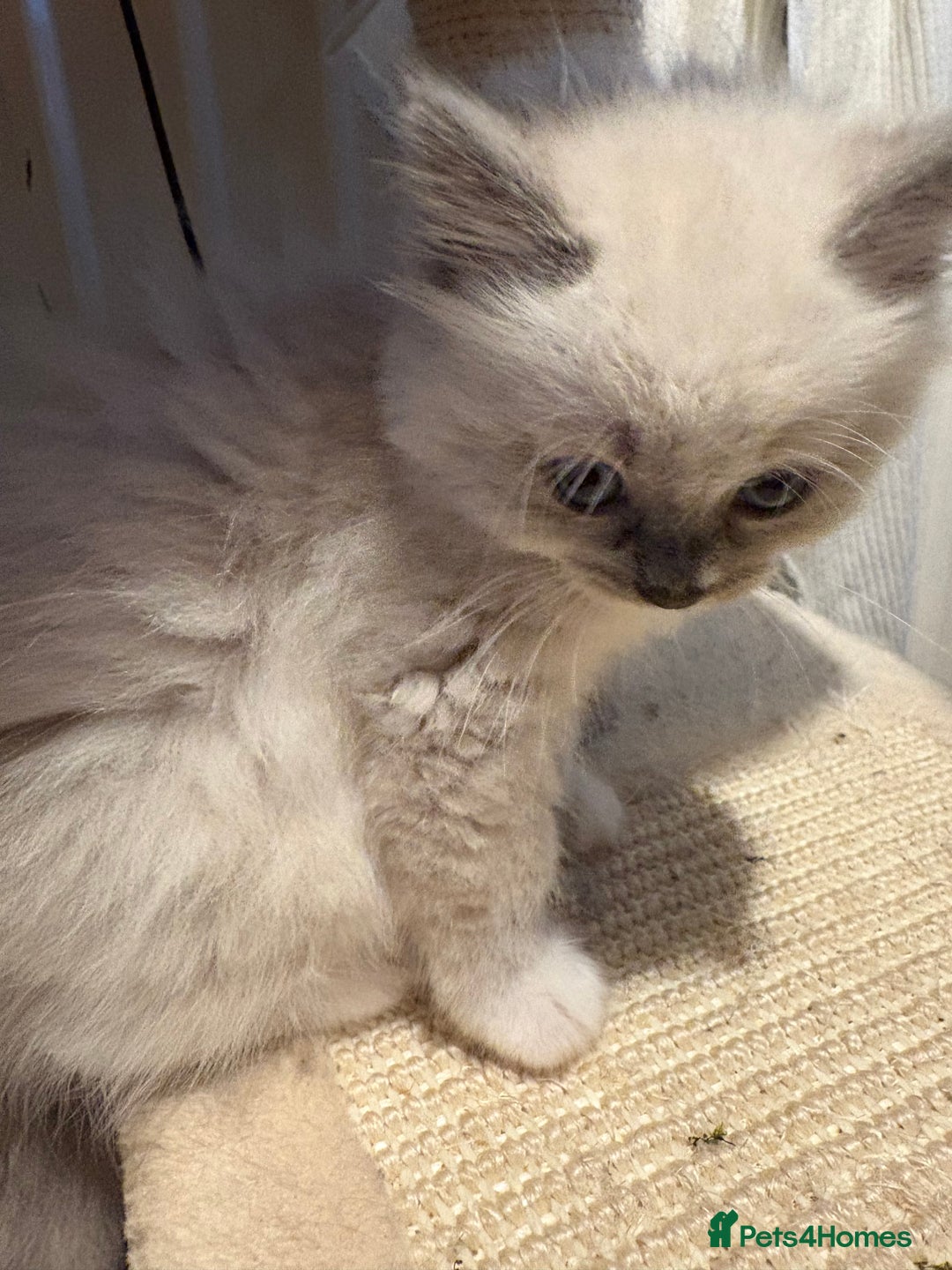 Ragdoll cats for sale: Beautiful purebred Ragdoll kittens - Image 6