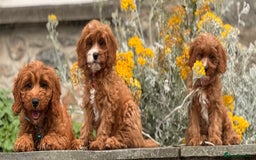 Cavapoo dogs for sale: Outstanding litter of deep red cavapoos - Image 7