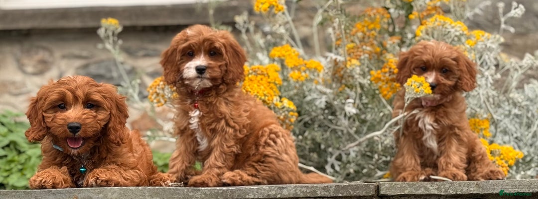 Cavapoo dogs for sale: Outstanding litter of deep red cavapoos - Image 7