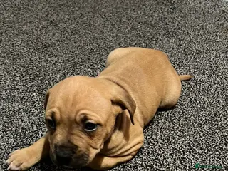 American Bulldog dogs American bulldogs puppies - Advert 9