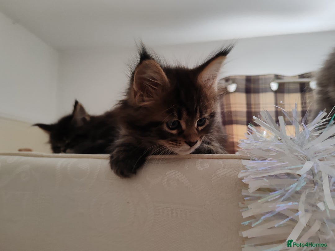 Maine Coon cats for sale: Maine coon kittens  - Advert 10
