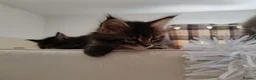Maine Coon cats for sale: Maine coon kittens  - Advert 10