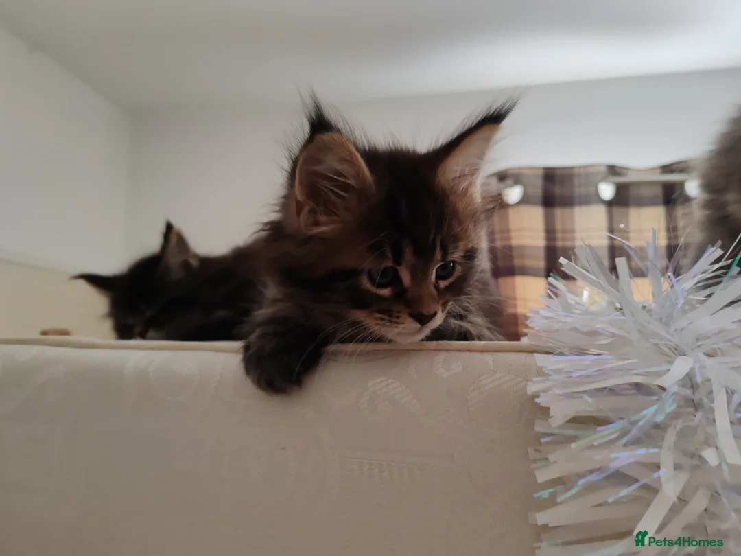 Maine Coon cats for sale: Maine coon kittens  - Advert 10