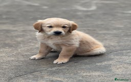 Golden Retriever dogs for sale: KC Registered Golden Retrievers puppies. - Image 7