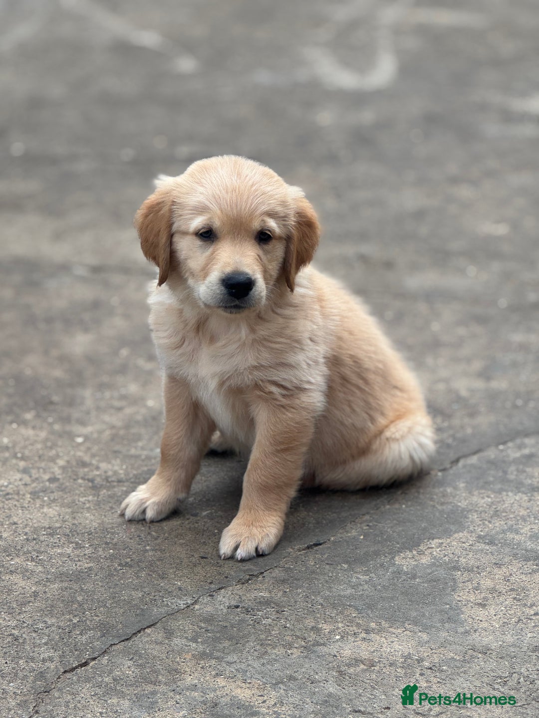Golden Retriever dogs for sale: KC Registered Golden Retrievers puppies. - Image 7
