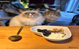Ragdoll cats for sale: Beautiful Blue Tabby Ragdoll Fur Babies  - Image 24