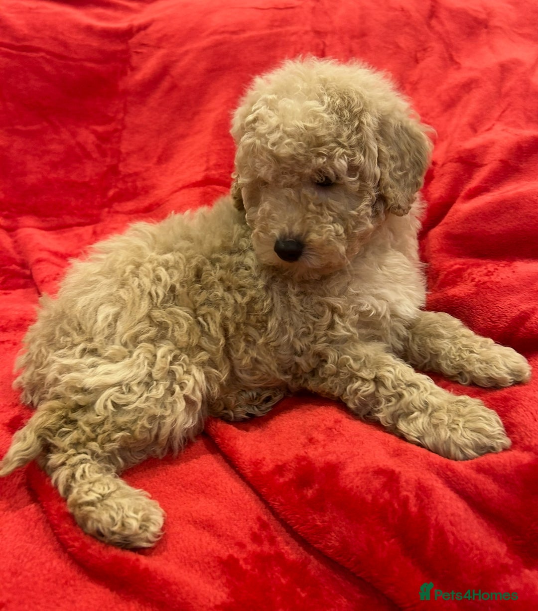 Cavapoo dogs for sale: TOY CAVAPOO PUPPIES  - Advert 2