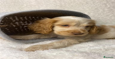Cocker Spaniel dogs - Advert 3