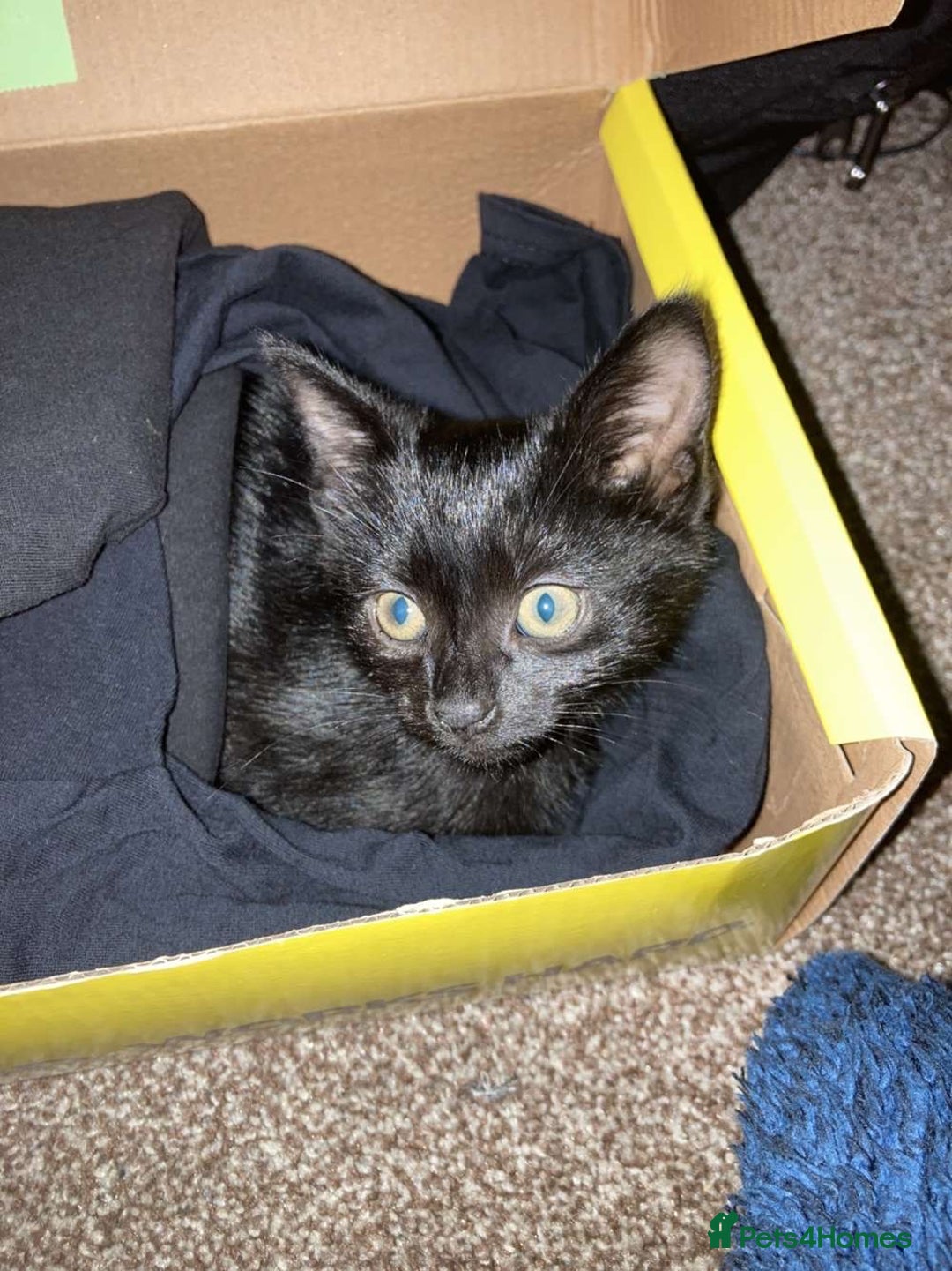 Mixed Breed cats for sale: Black kitten 9weeks - Image 3