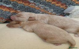 Cockapoo dogs for sale: Beautiful Cockapoo Pups  - Image 7