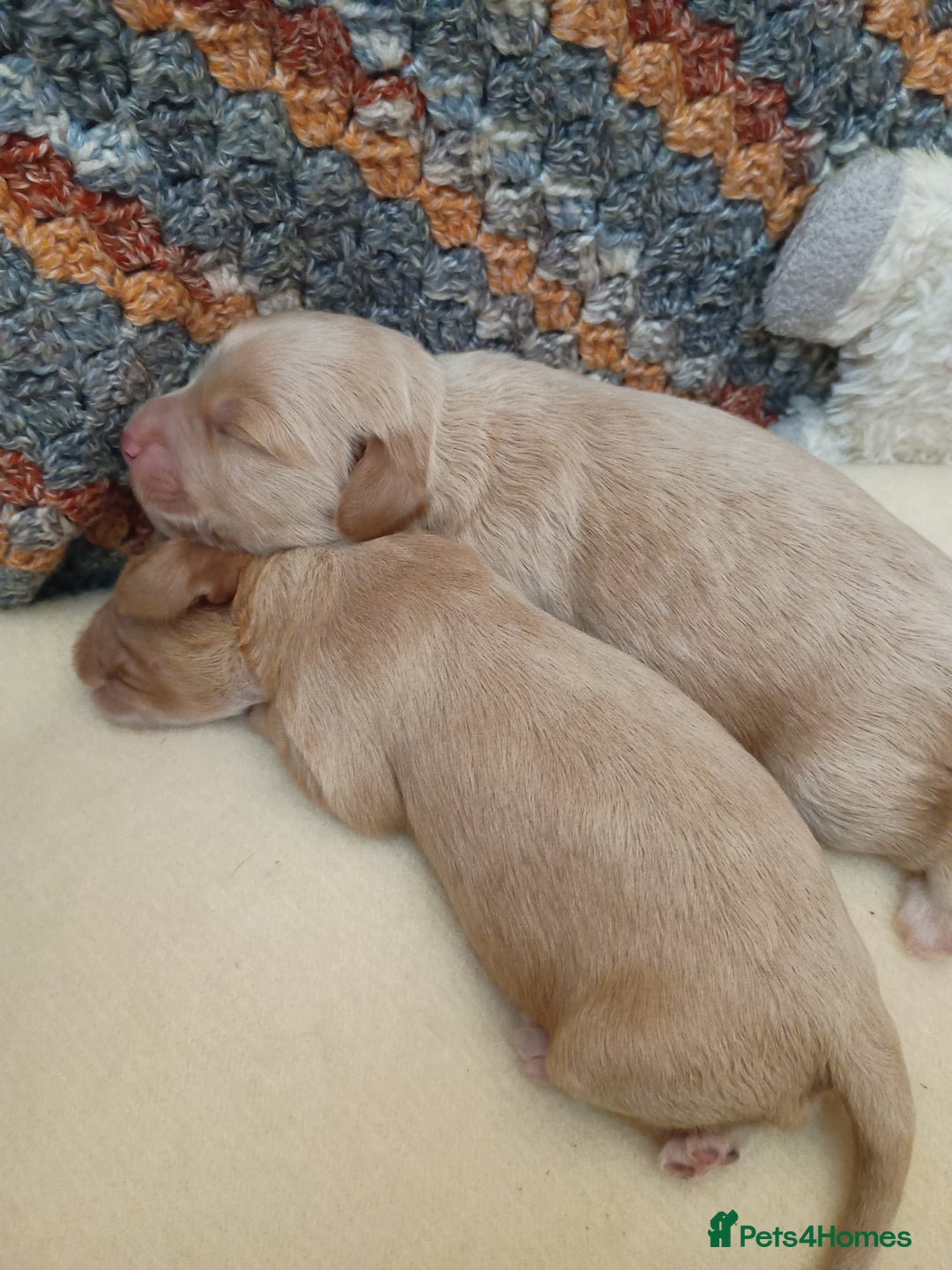 Cockapoo dogs for sale: Beautiful Cockapoo Pups  - Image 7