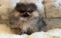 Pomeranian dogs for sale: Kc teddy bear pom babies  - Image 16