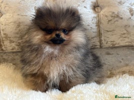 Pomeranian dogs - Advert 1