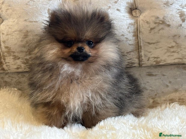 Pomeranian dogs - Advert 1