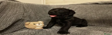 Labrador Retriever Puppy 3