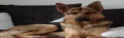 German Shepherd dogs for stud: For Stud in Glasgow - Advert 2