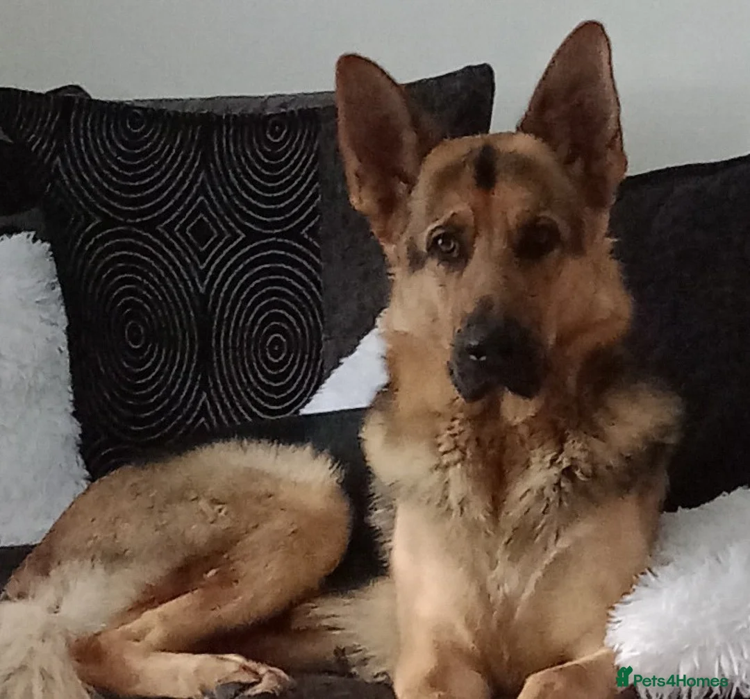 German Shepherd dogs for stud: For Stud in Glasgow - Advert 2