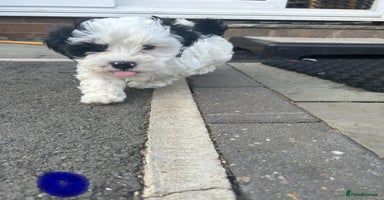 Havanese dogs in Lincoln - Advert 2