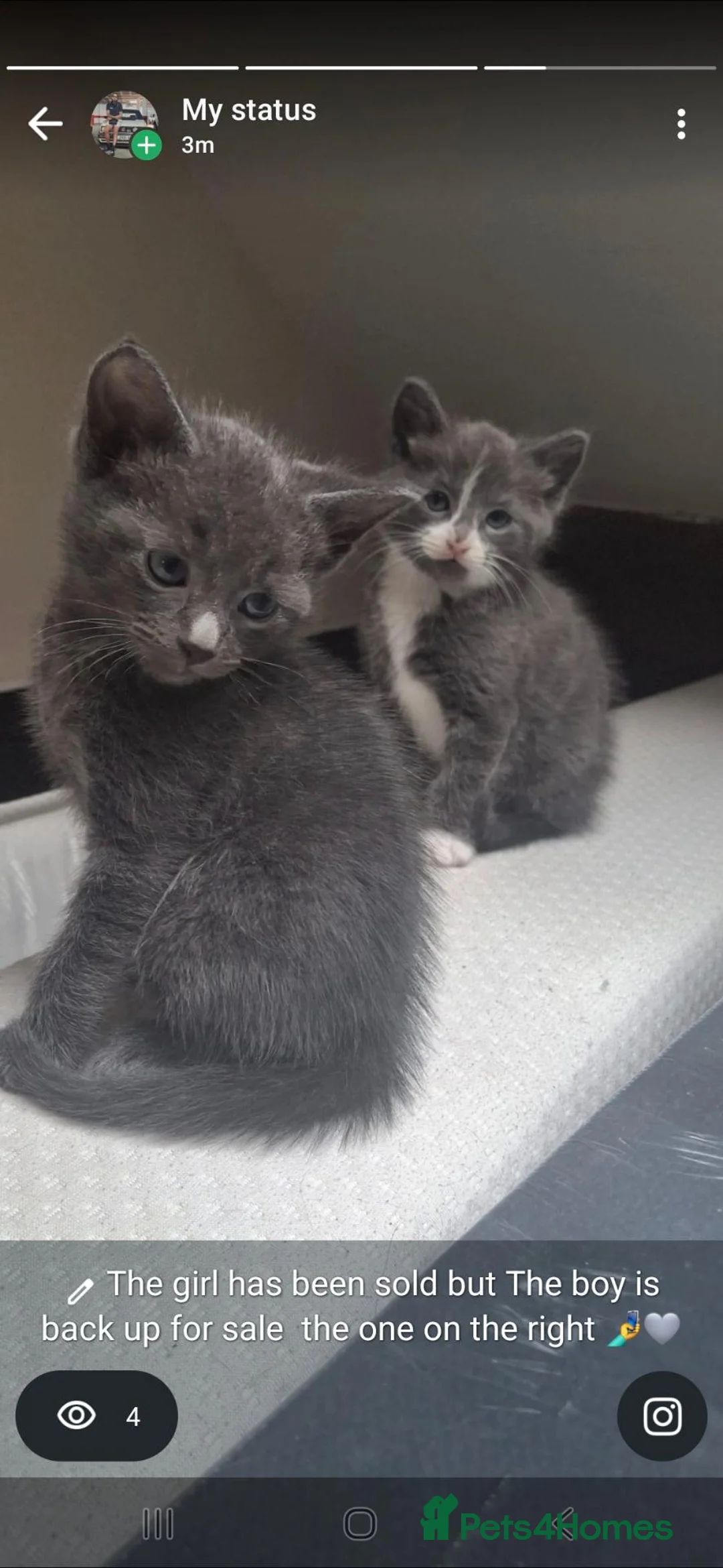 Mixed Breed cats for sale: Russian blue/ragdoll mix  in Birmingham - Advert 5
