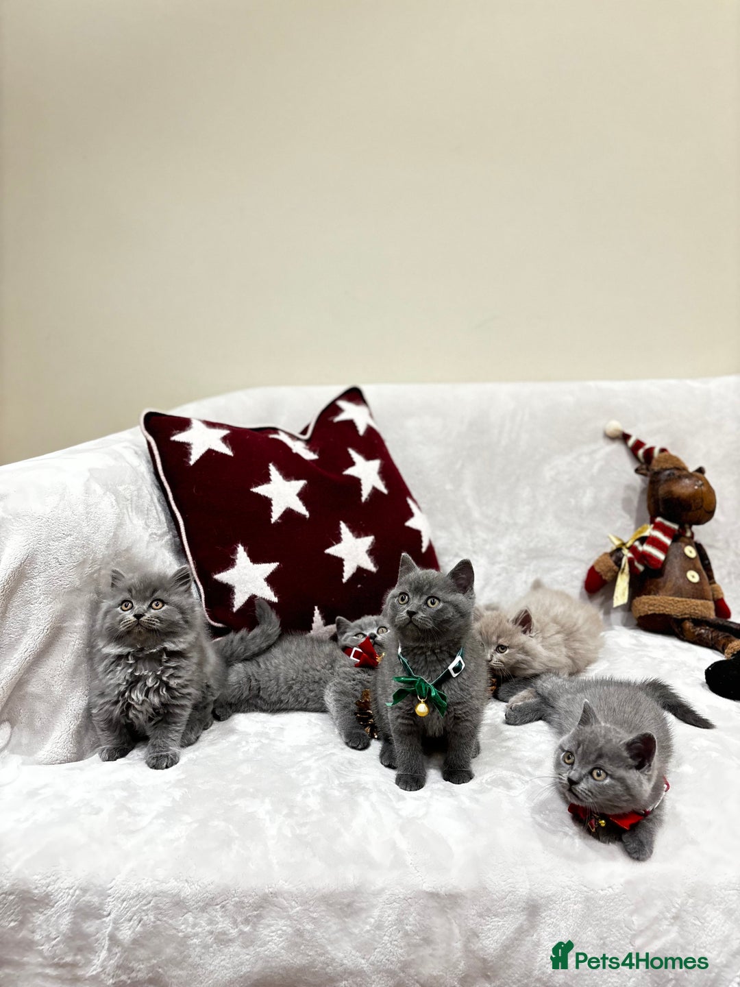 British Shorthair cats for sale: British Shorthair Kittens - Advert 13