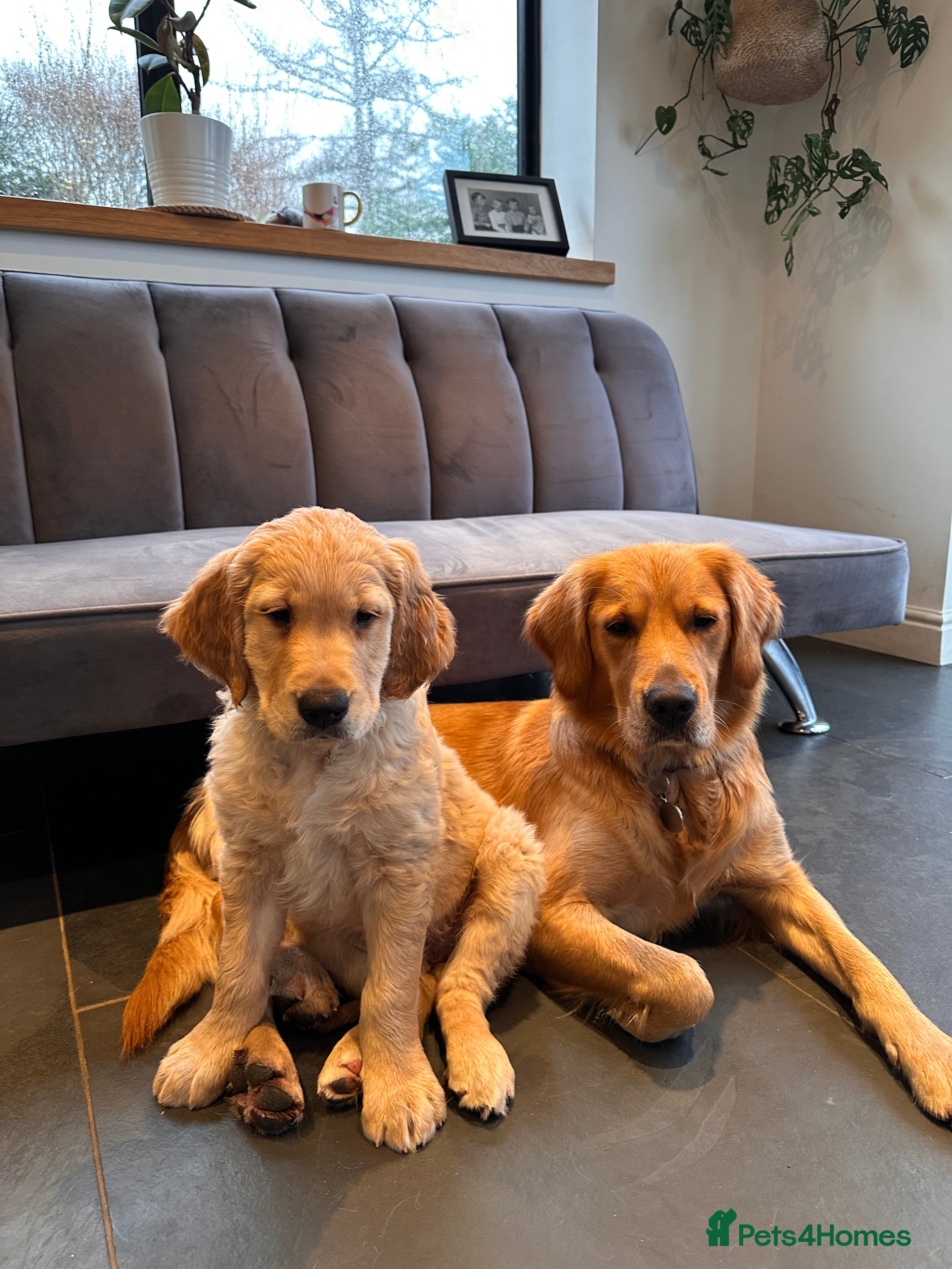 Golden Retriever dogs Golden Retriever pups for sale - Advert 6