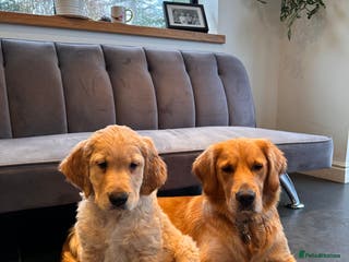 Golden Retriever dogs Golden Retriever pups for sale - Advert 6