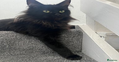 Maine Coon cats - Advert 9