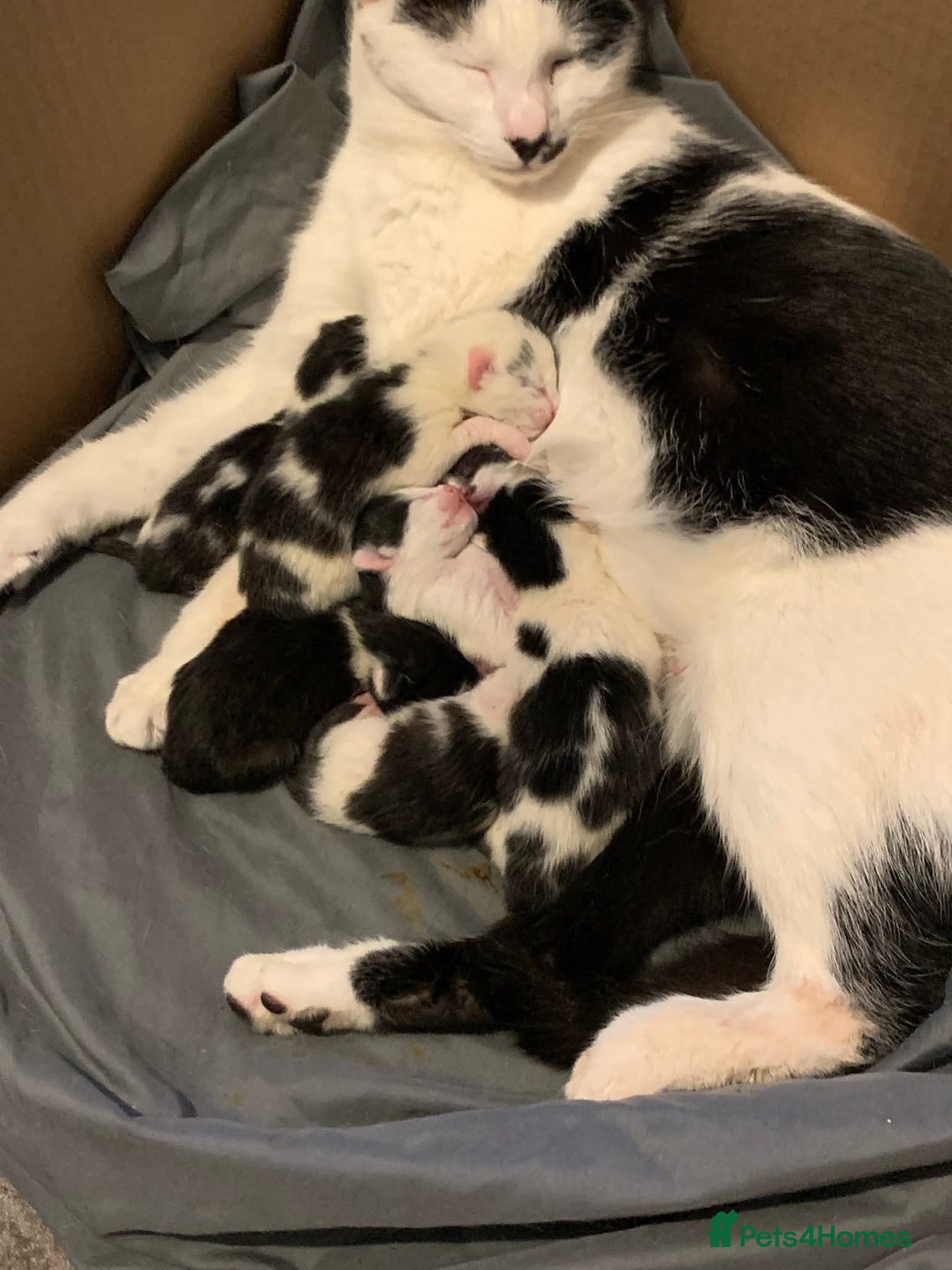 Mixed Breed cats for sale: Beautiful black and white kittens  - Image 7