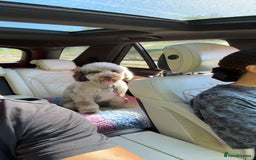 Bernedoodle dogs for sale: Mini Bernedoodle **waiting list** - Image 11