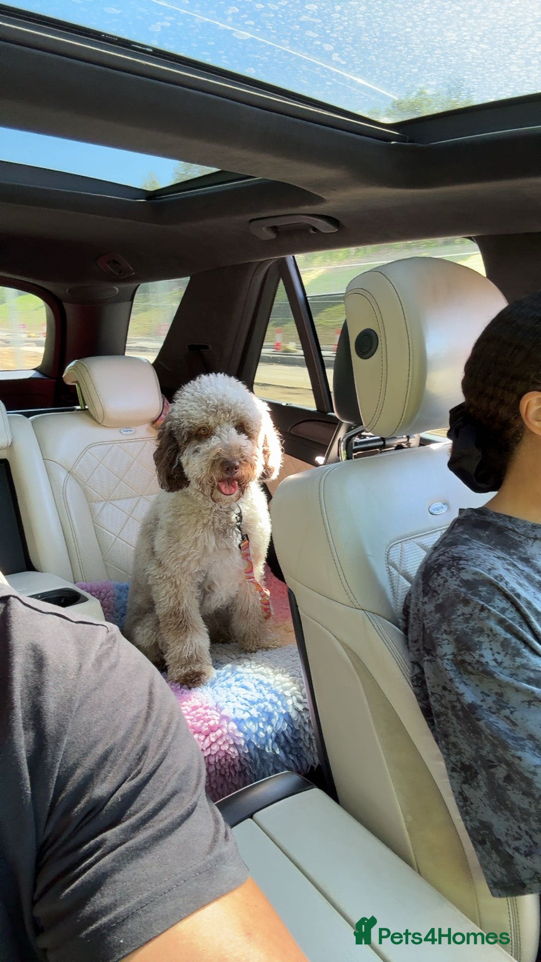 Bernedoodle dogs for sale: Mini Bernedoodle **waiting list** - Image 11