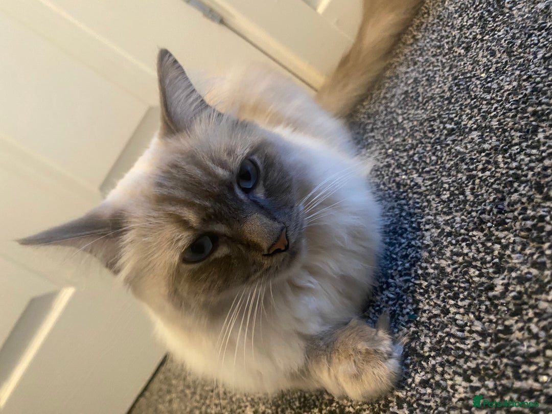Ragdoll cats for sale: Lovely Ragdoll boy looking for forever home  - Advert 2