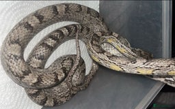 Corn Snake reptiles for sale: corn snakes male and female - Advert 4