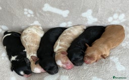Cavapoo dogs for sale: 🐶 Adorable f1 Cavapoo Puppies 🐶 - Image 2