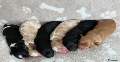Cavapoo dogs - Advert 14