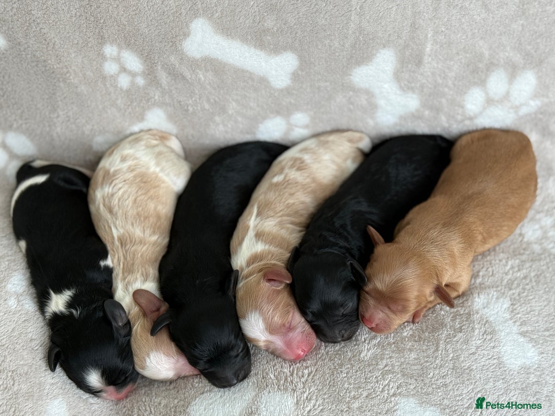 Cavapoo dogs for sale: 🐶 Adorable f1 Cavapoo Puppies 🐶 - Image 2