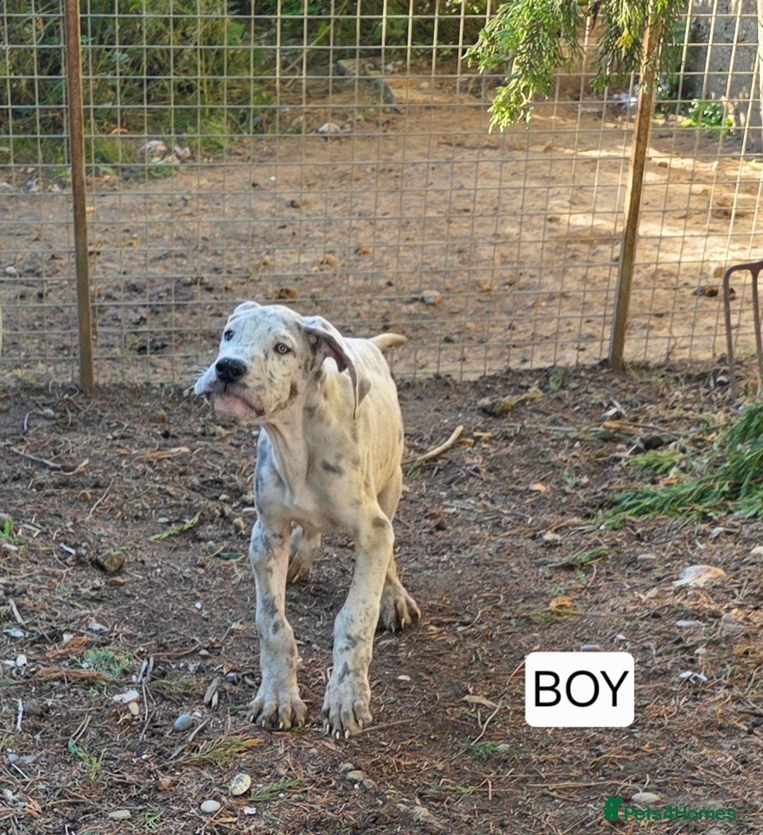 Great Dane dogs for sale: Great dane puppies  - Image 2