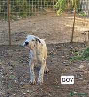 Great Dane dogs - Advert 3