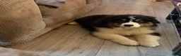 Australian Shepherd dogs for sale: Stunning Australian Shepherd Puppies  - Advert 13