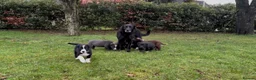 Borador dogs for sale: Beautiful Borador puppies for sale  - Advert 1