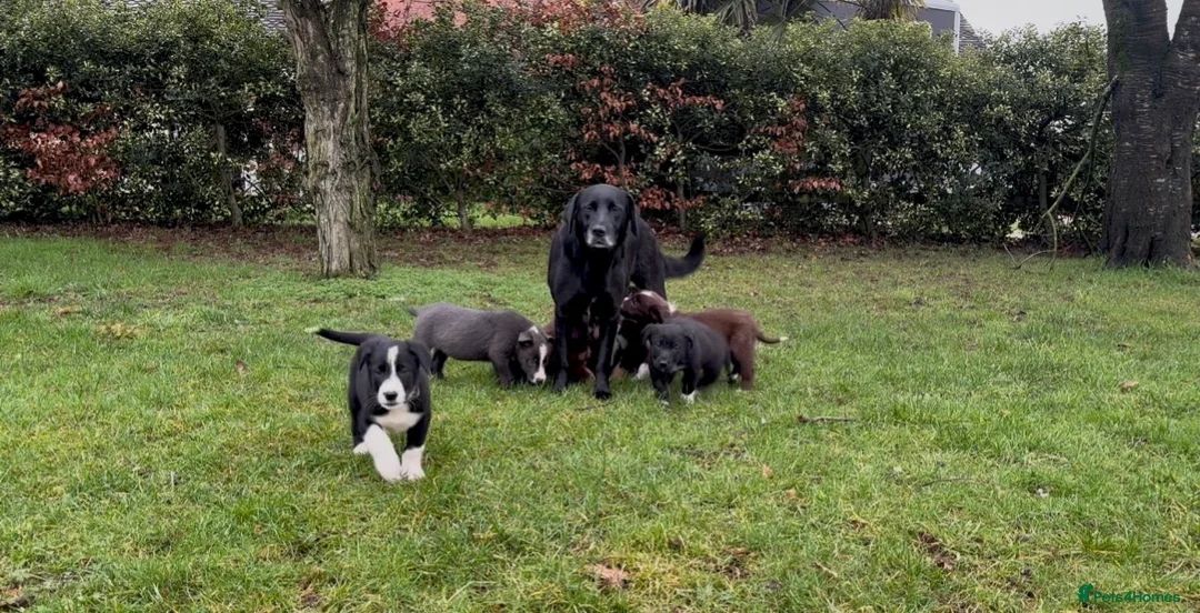 Borador dogs for sale: Beautiful Borador puppies for sale  - Advert 1