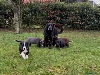 Borador dogs Beautiful Borador puppies for sale - Advert 1