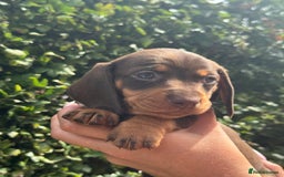 Miniature Dachshund dogs for sale: Pedigree long & short fur miniature dachshunds - Image 10
