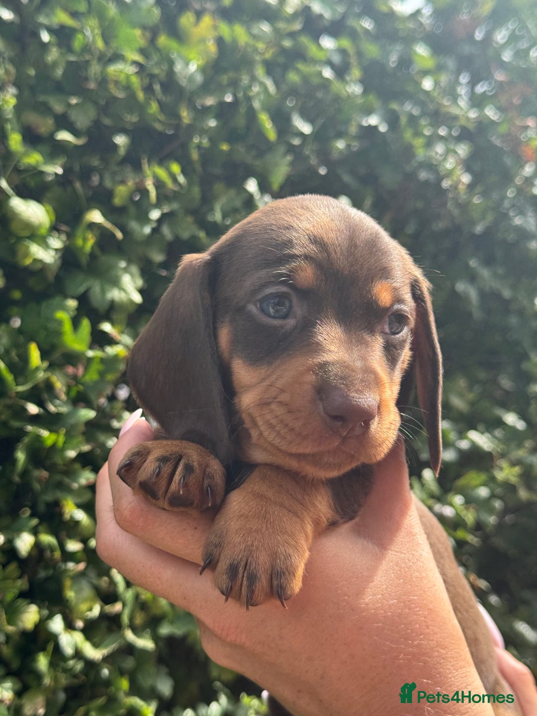 Miniature Dachshund dogs for sale: Pedigree long & short fur miniature dachshunds - Image 10