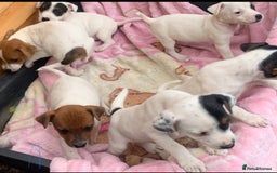 Jack Russell dogs for sale: Jack Russell - Image 4