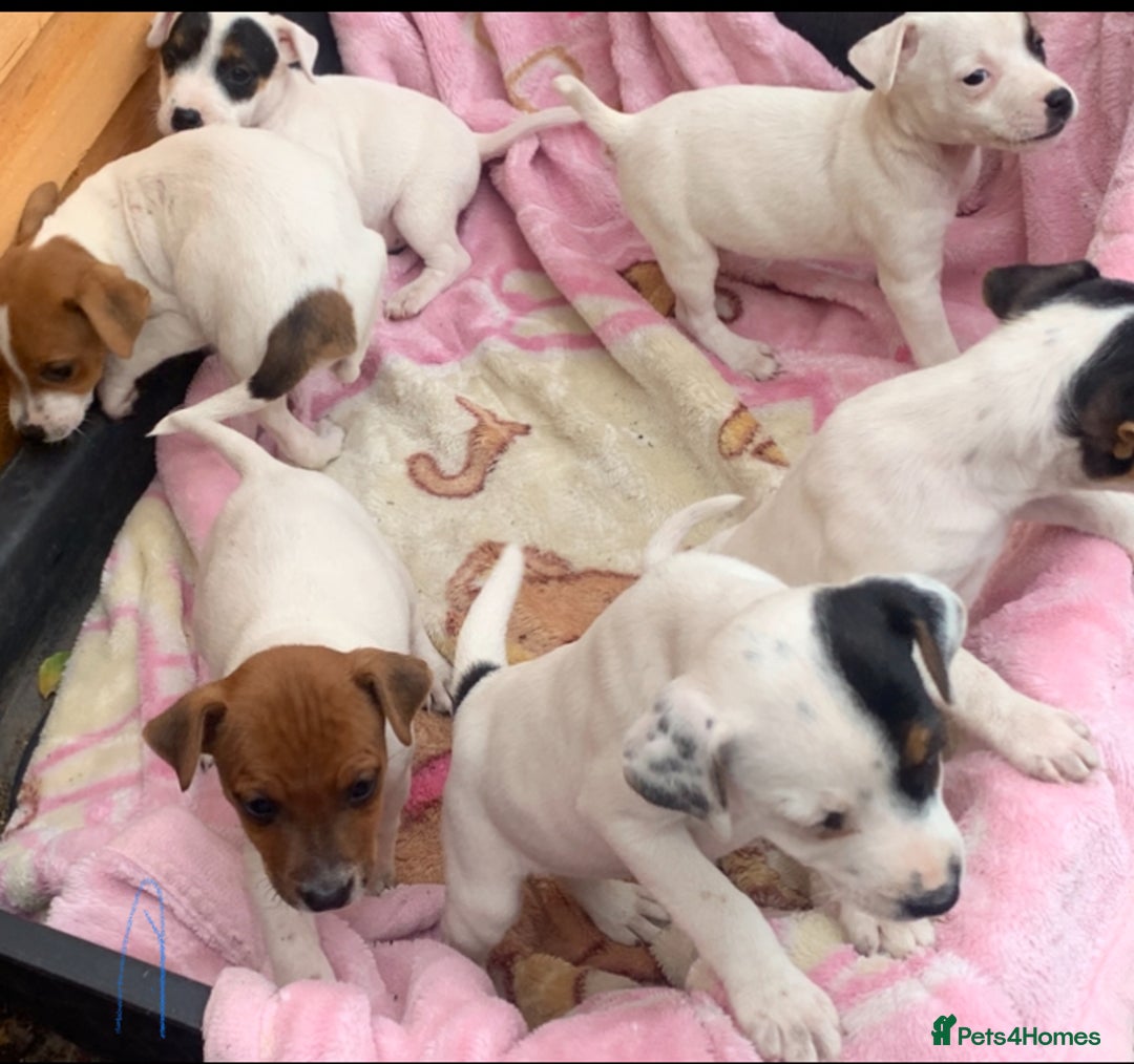 Jack Russell dogs for sale: Jack Russell - Image 4