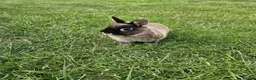 Netherland Dwarf rabbits for sale: 2 Female Netherland Dwarf Rabbits in Northampton - Advert 11