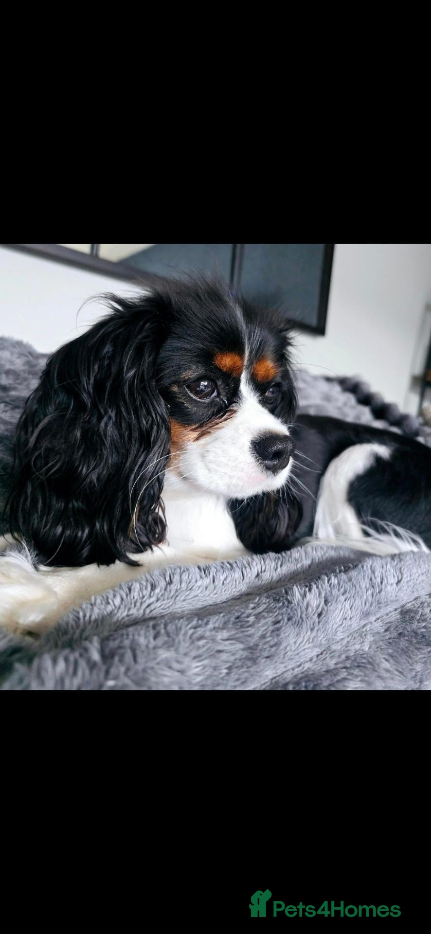 Cavalier King Charles Spaniel dogs Cavalier King Charles  - Advert 5
